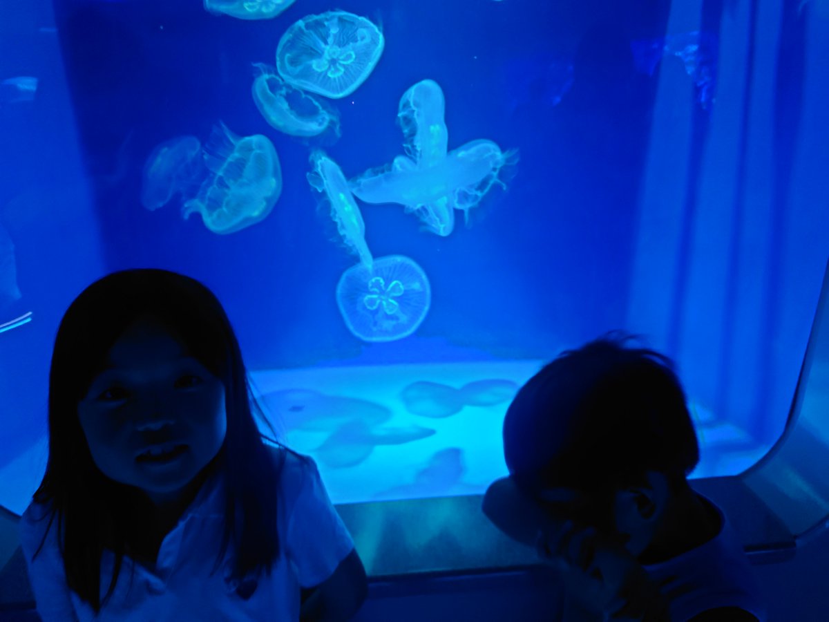 nepon954's tweet photo. 本日結婚記念日だが夏休みにてキッも添加し江の島水族館へ
イルカやクラゲもいいがアザラシ君可愛な...
なんか見覚えあると思ったら耳格納した弊社所属のゴマ芝だわ https://t.co/vpp8xgG7Oa