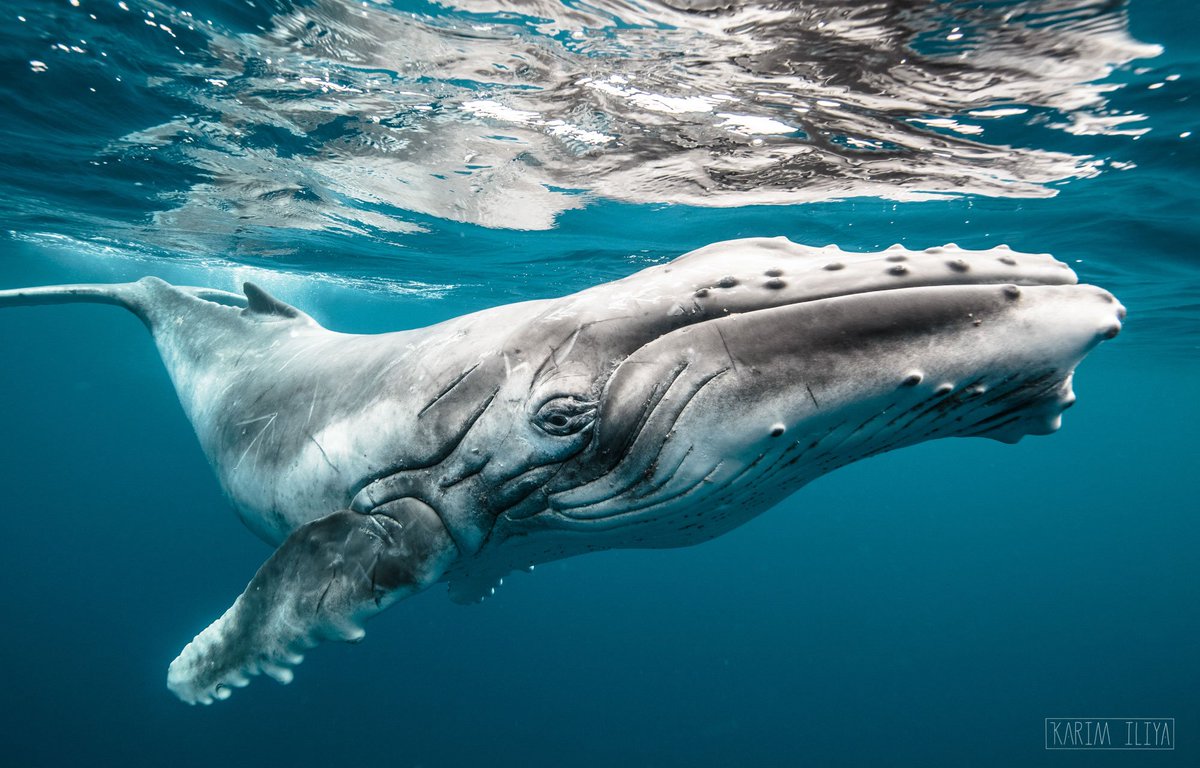 WorldofZoology's tweet photo. Humpback #whales organise their songs around their dives. 🐋 Researchers found that different song themes match specific dive phases—and some males kept singing for up to 16 hours. 🎶 #WhaleFacts
https://t.co/7tmX2dPOOH https://t.co/jyRRsclqnS