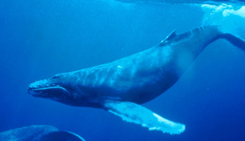 WorldofZoology's tweet photo. Humpback #whales organise their songs around their dives. 🐋 Researchers found that different song themes match specific dive phases—and some males kept singing for up to 16 hours. 🎶 #WhaleFacts
https://t.co/7tmX2dPOOH https://t.co/jyRRsclqnS