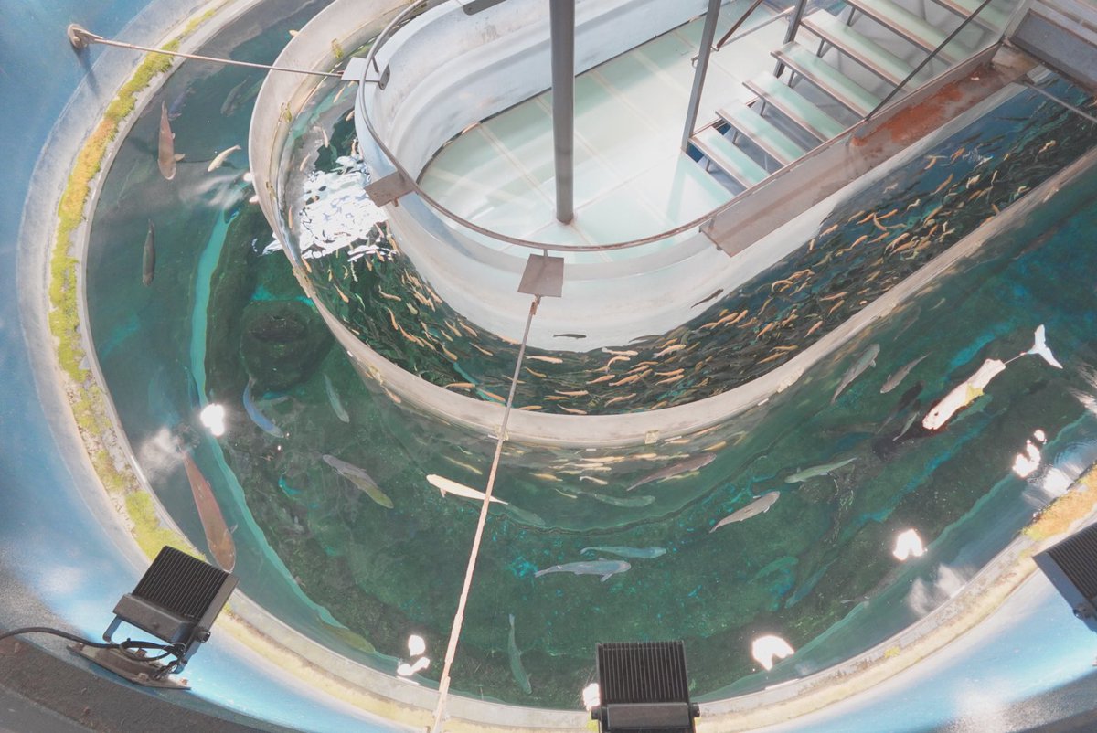 dbh_udn's tweet photo. 本日の目的は森の中の水族館でした🐟
真ん中の水槽の作りがすごく面白くて、横から上から下からと楽しめた〜
水槽のスケールのでっかさ、伝わって欲しい…！ https://t.co/67T0EdMeRf