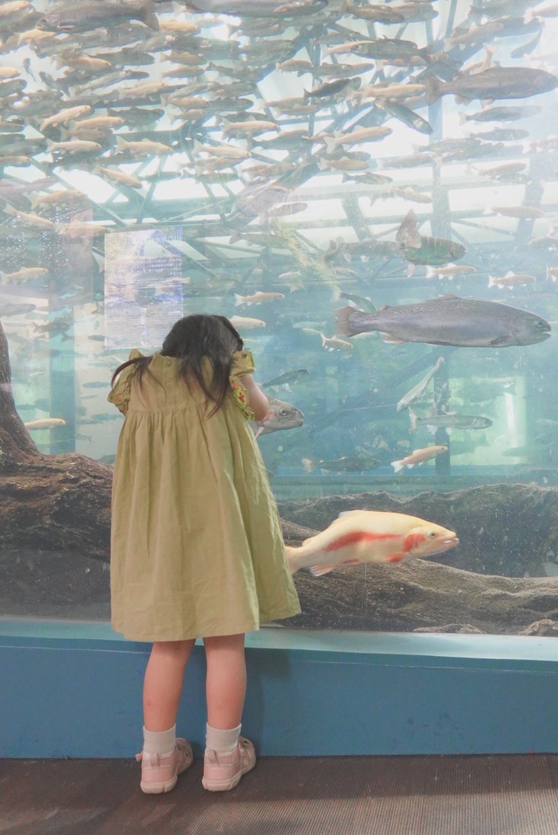 dbh_udn's tweet photo. 本日の目的は森の中の水族館でした🐟
真ん中の水槽の作りがすごく面白くて、横から上から下からと楽しめた〜
水槽のスケールのでっかさ、伝わって欲しい…！ https://t.co/67T0EdMeRf