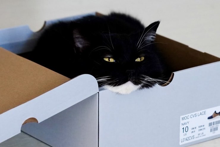 unicouniuni3's tweet photo. Uni seems to like the new box. Melting Uni… https://t.co/XKnbd6dhzt