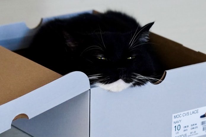 unicouniuni3's tweet photo. Uni seems to like the new box. Melting Uni… https://t.co/XKnbd6dhzt