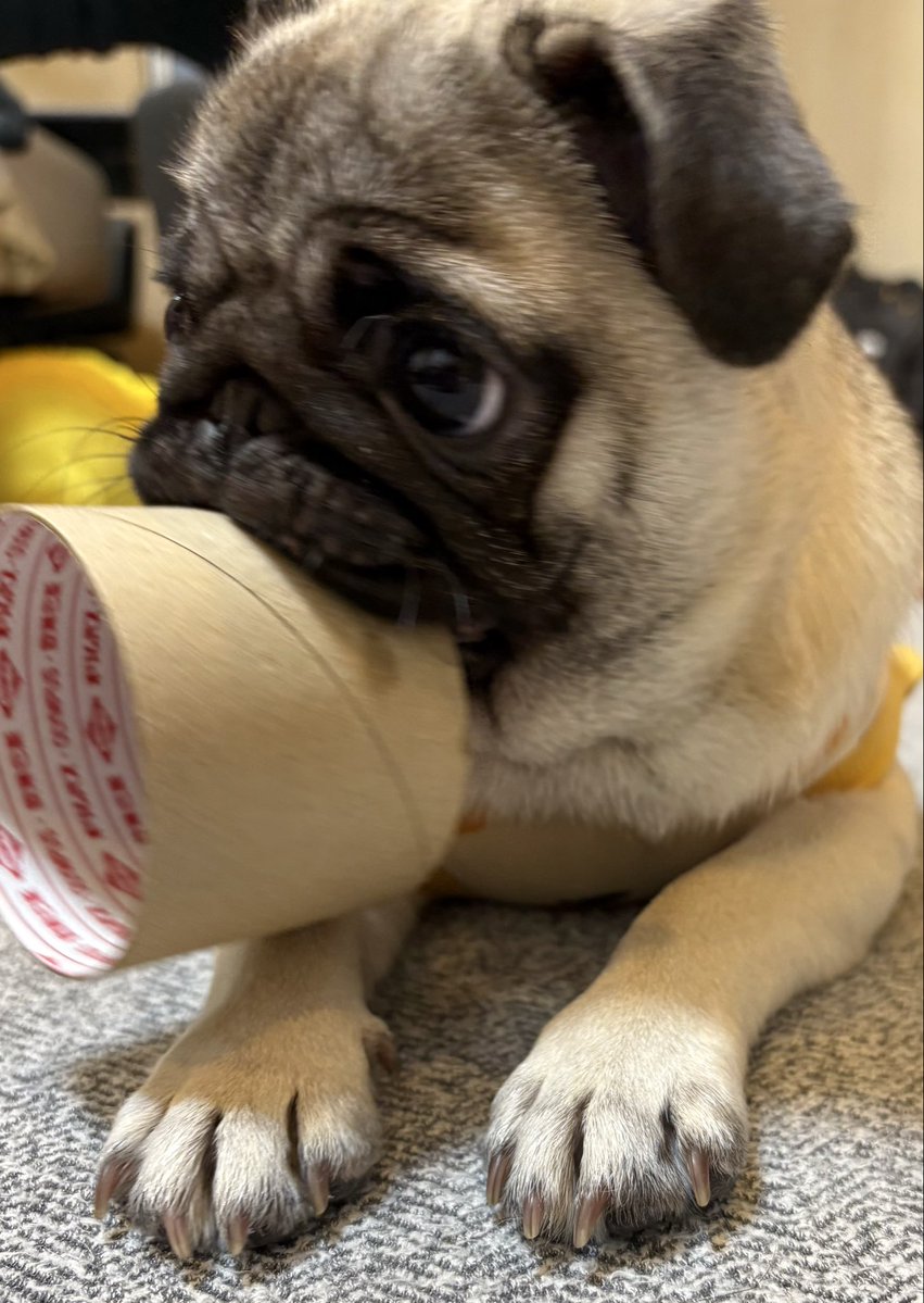 xmaxurx's tweet photo. レース糸の芯🧵もおもちゃです🐶

#パグ https://t.co/Fc1z4m6ZFD