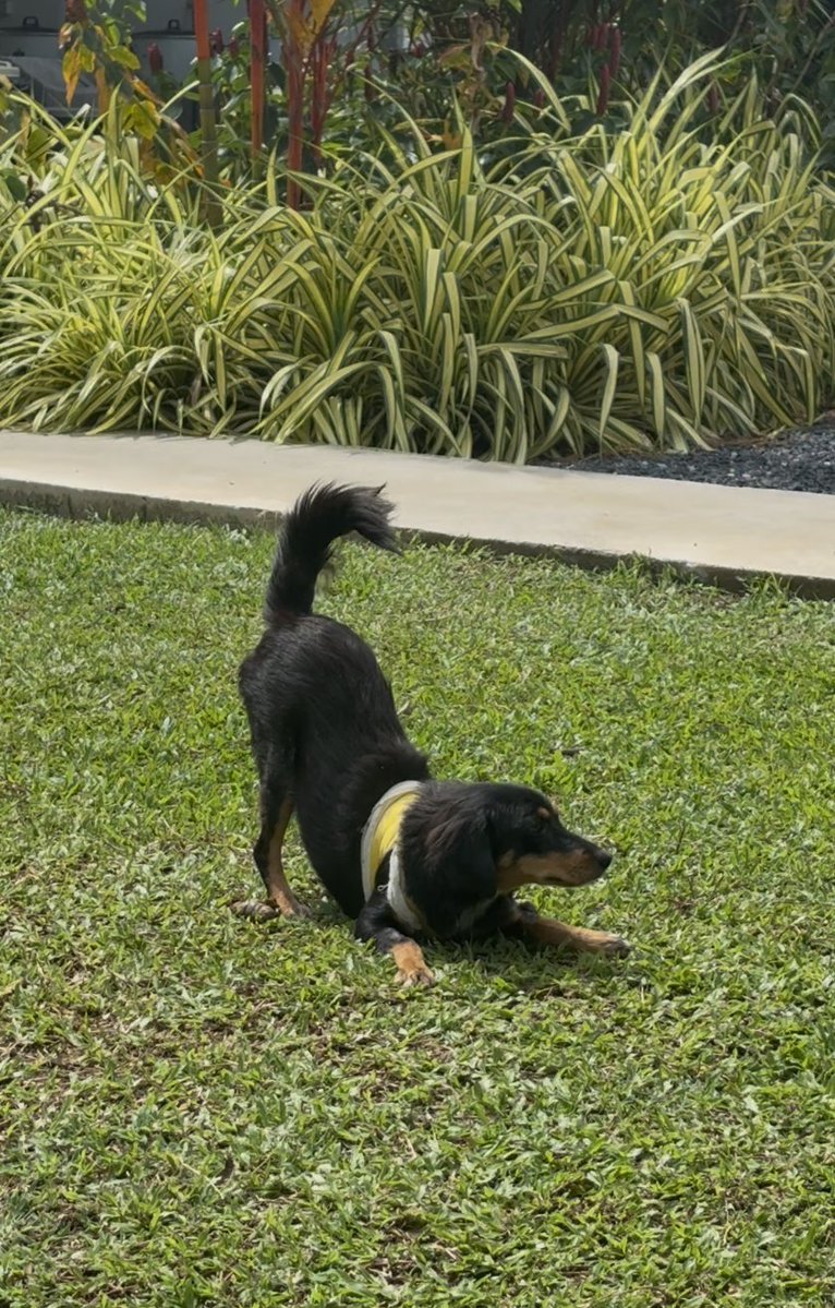 wearehappydoggo's tweet photo. If you want to know what pure joy looks like, just look at Espresso Martini. 

This little girl was poisoned and went through an absolute nightmare. There were days we really didn’t think she’d make it, but she fought with everything she had. Now she is officially back on her feet! In fact, she’s so thrilled to be alive that she literally will not stop running around the land. We’re trying to take nice photos to get her adoption profile ready, but she’s just zooming everywhere! 

Seeing her this happy to be alive is just magic. Keep an eye out, she will be up for adoption very soon! ❤️