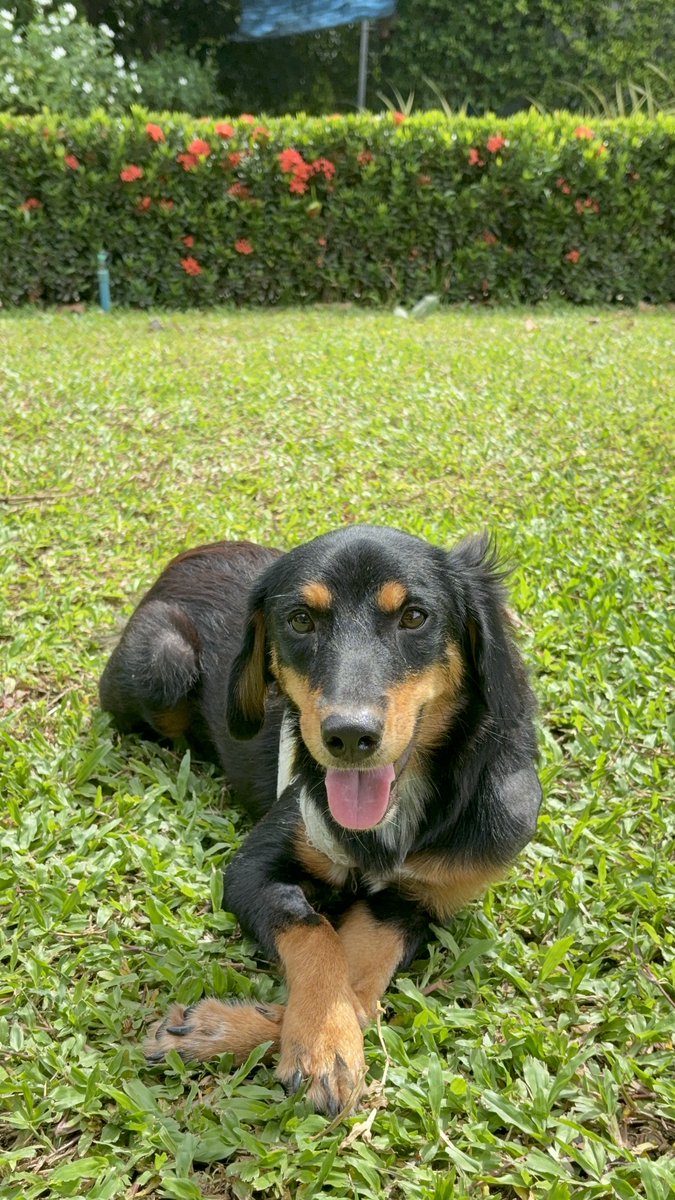 wearehappydoggo's tweet photo. If you want to know what pure joy looks like, just look at Espresso Martini. 

This little girl was poisoned and went through an absolute nightmare. There were days we really didn’t think she’d make it, but she fought with everything she had. Now she is officially back on her feet! In fact, she’s so thrilled to be alive that she literally will not stop running around the land. We’re trying to take nice photos to get her adoption profile ready, but she’s just zooming everywhere! 

Seeing her this happy to be alive is just magic. Keep an eye out, she will be up for adoption very soon! ❤️