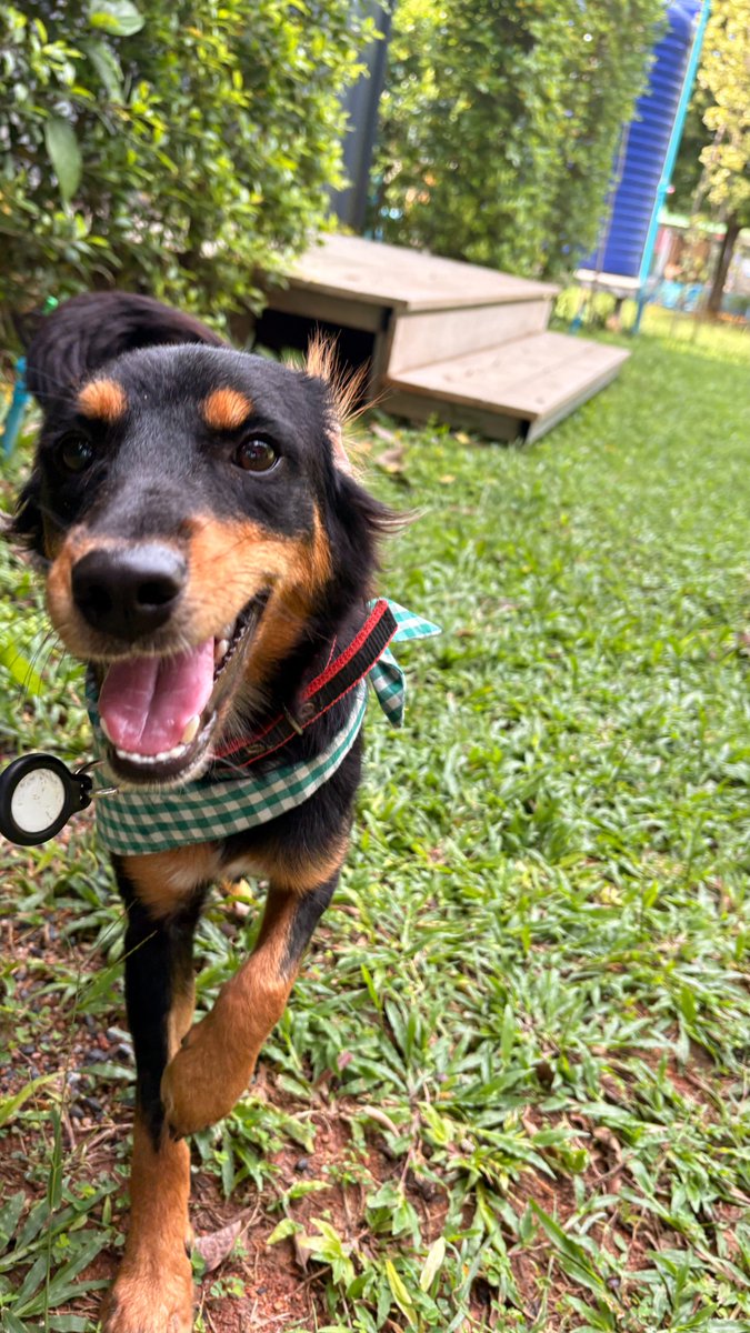 wearehappydoggo's tweet photo. If you want to know what pure joy looks like, just look at Espresso Martini. 

This little girl was poisoned and went through an absolute nightmare. There were days we really didn’t think she’d make it, but she fought with everything she had. Now she is officially back on her feet! In fact, she’s so thrilled to be alive that she literally will not stop running around the land. We’re trying to take nice photos to get her adoption profile ready, but she’s just zooming everywhere! 

Seeing her this happy to be alive is just magic. Keep an eye out, she will be up for adoption very soon! ❤️