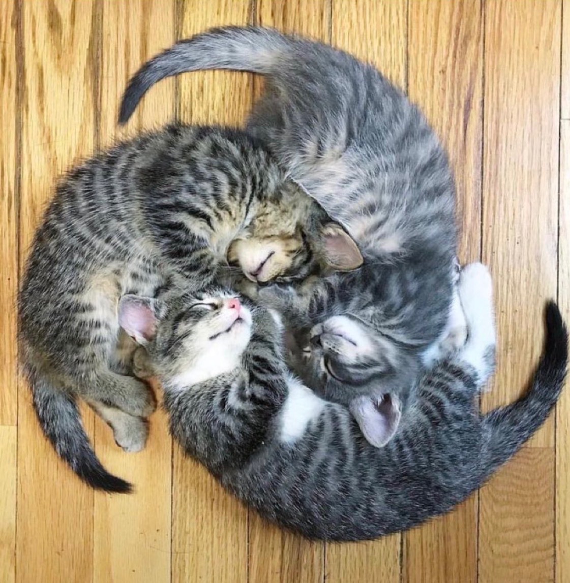 animal_kyawa_'s tweet photo. 我が家の家紋にしました https://t.co/hO2kaH3Gvk