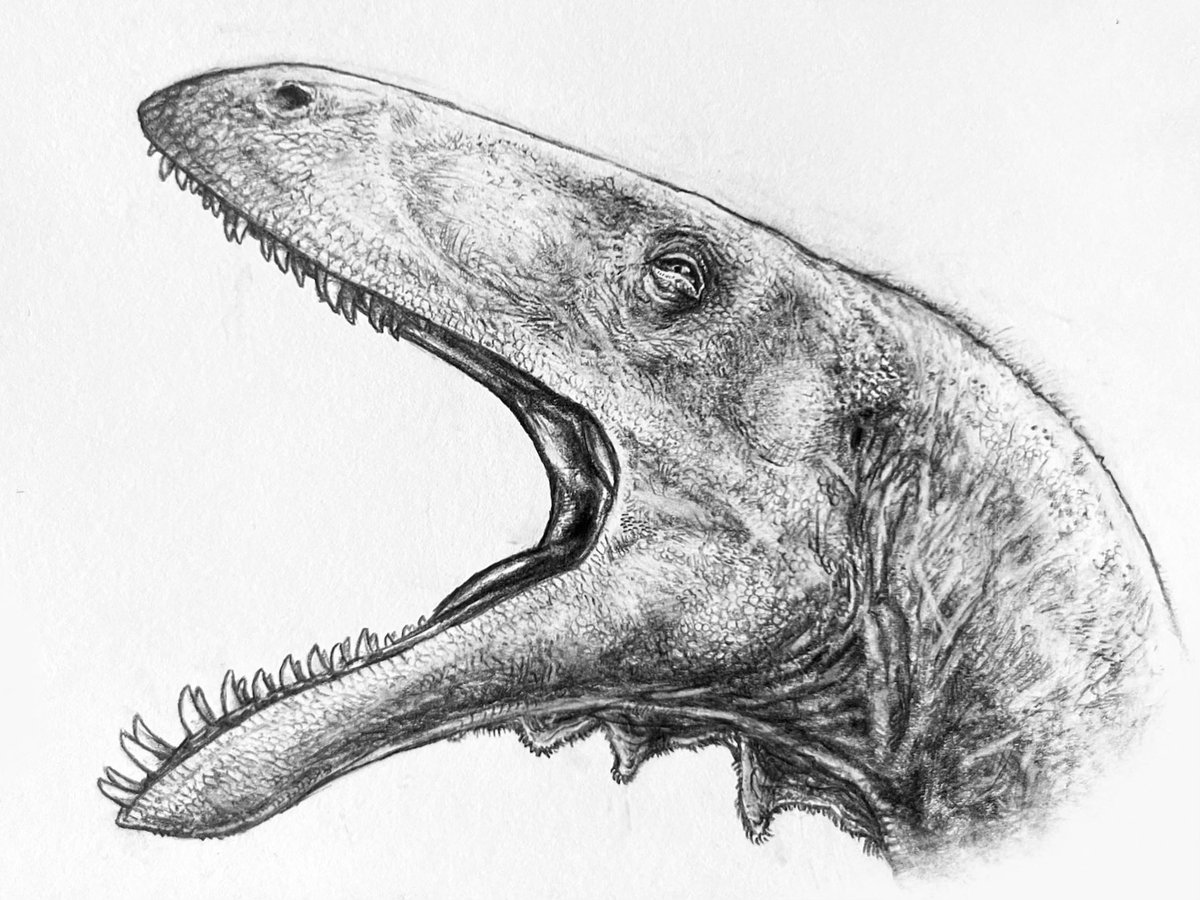theeverett1107's tweet photo. Masiakasaurus knopfleri

-

A small noasaurid abelisauroid from the Madagascar, known for its large, protruding teeth https://t.co/AzoU9HLeWY