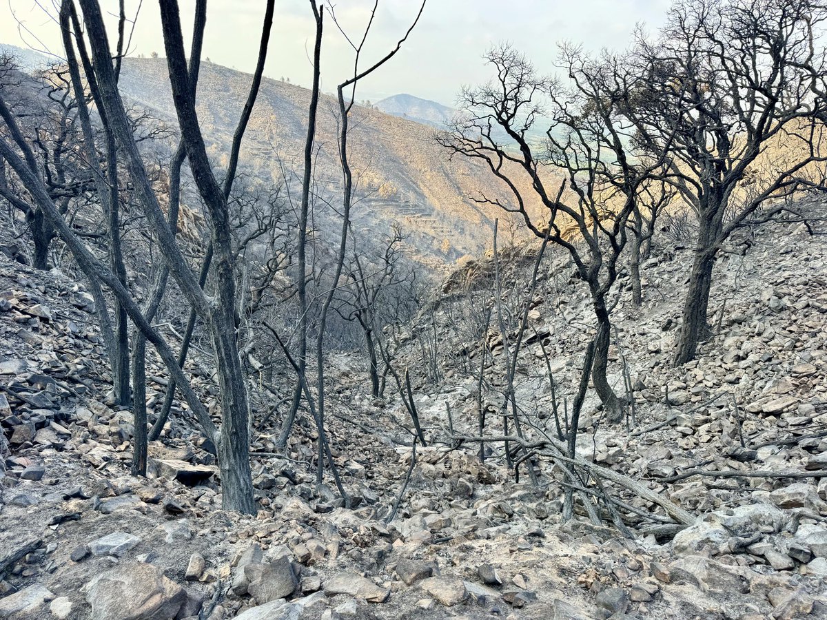 vicent_ibanyez's tweet photo. Ayer me dieron permiso para intentar llegar a Font de Cabres, uno de los lugares más queridos por los que amamos estas montañas, y especialmente por los vecinos de mi pueblo, la Vilavella. Tenía la esperanza de que algún rincón, o al menos algo se hubiera salvado,👇🏻 https://t.co/2tzeQrnohh