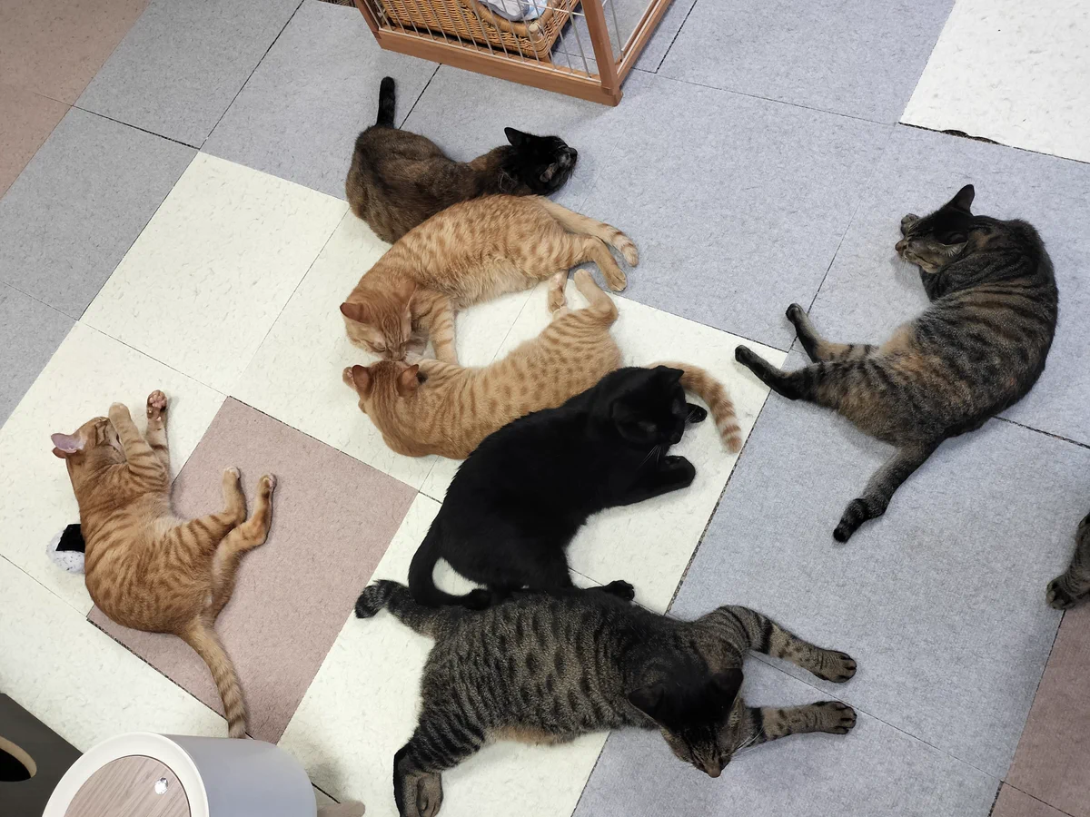保護 猫 カフェ たまゆら