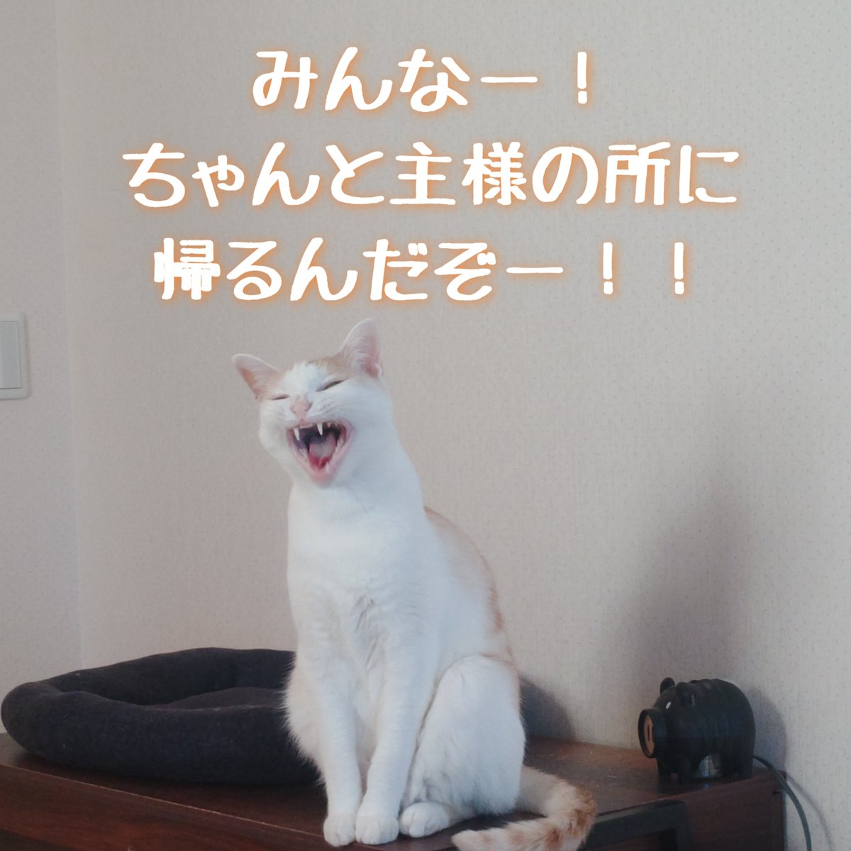 nekomizu_nuko tweet picture