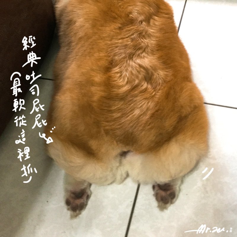 blueheart0101's tweet photo. 今日香噴噴的吐司~~
其實是吐司抓屁屁教學(笑)
猜猜看是誰的鬆軟屁屁?
#corgi #corgilife https://t.co/ILAo9jiEkt