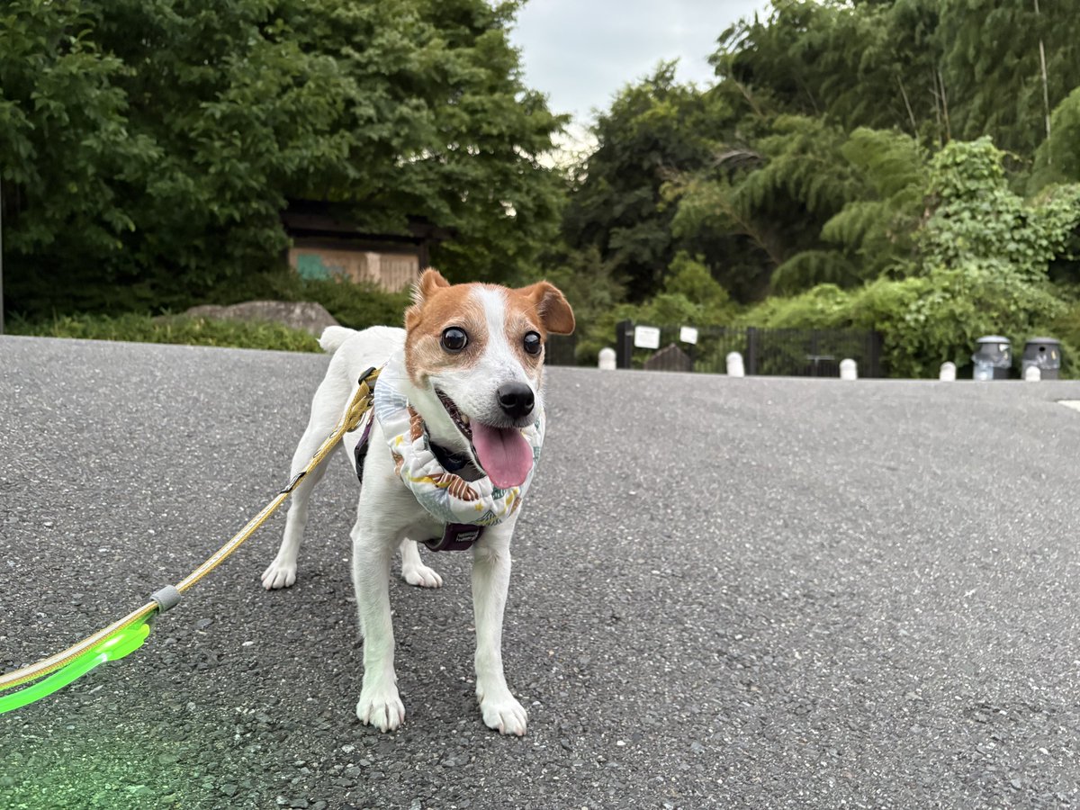 miyanwoof's tweet photo. ハッピーサマーバースデイボーイ。10さいになりました。老年の青春期、元気にこの夏を乗り切ろな。I love 犬生！ https://t.co/42smegzTtm