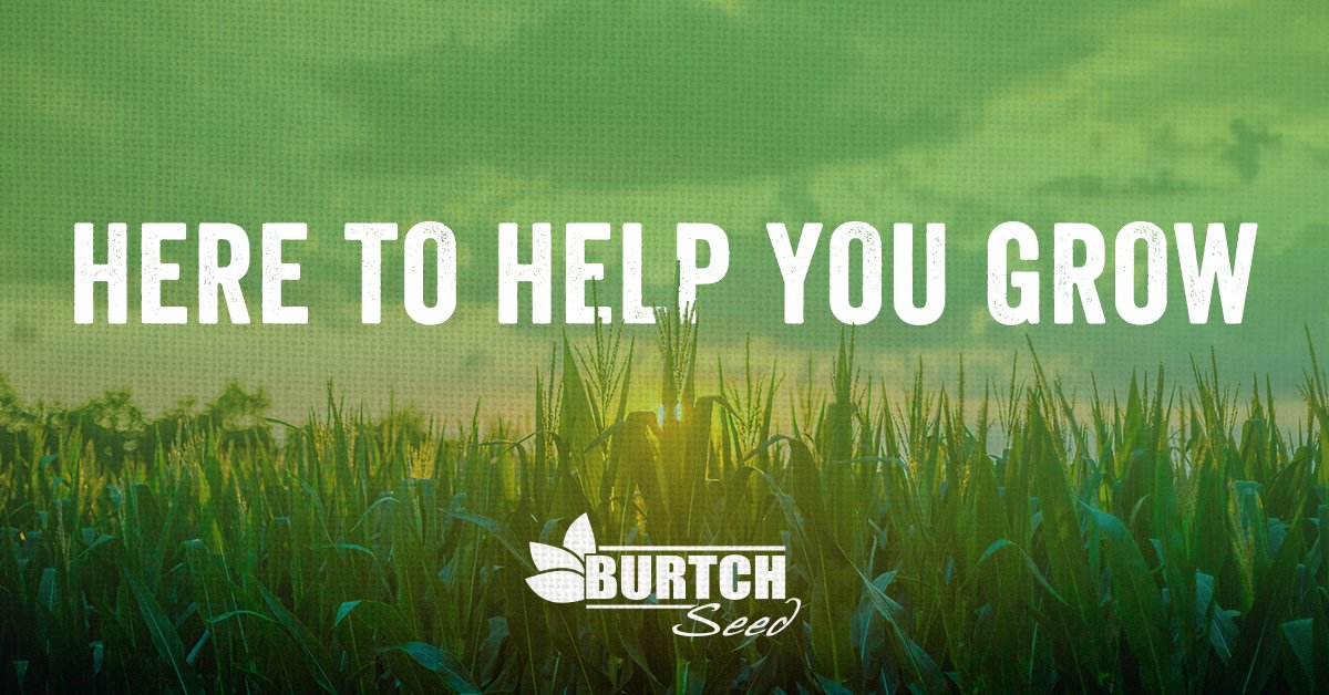 BurtchSeed's tweet photo. We're more than a seed company. We’re a team committed to your success. At Burtch Seed, we’re proud to provide growers with trusted products, local expertise, and continuous support. 

Built on strong relationships and a passion for agriculture, we’re here to help you grow. https://t.co/Rrp8PdsTL2
