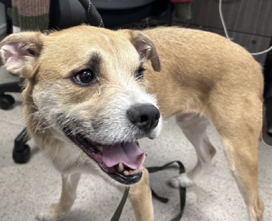 MoishesMom's tweet photo. ⚠️ 🚨🆕 Stray Pup 💉🎯 NYC ⚠️🚨

Superstar is a 6️⃣ year old fawn & cream wired hair terrier who arrived at the Manhattan Pound in NYC 7️⃣ days ago…he’s 4️⃣4️⃣ pounds with a beautiful smile 

Superstar’s Bio ℹ️ 🔗 ⬇️

https://t.co/HebbUOLVJx

If 🫵🏻want Superstar in your life ✍️ DM @notthesameone2 to get help with the ACC process 💞💞

Superstar 🌟 ⭐️⭐️⭐️⭐️🌟