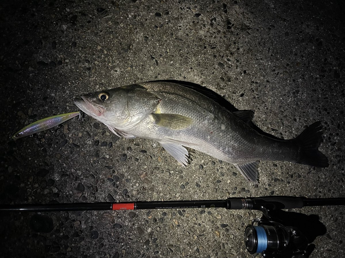 kimnyfishing's tweet photo. ひとかきが重くて力強い推進力、
下に突っ込んだ時の水面に湧き出てくる「モアン」ってやつ。
デケェ、、、

ランカーオーバー！

それとエヴォルーツみたいな奇形 https://t.co/lZMmgDZcuV