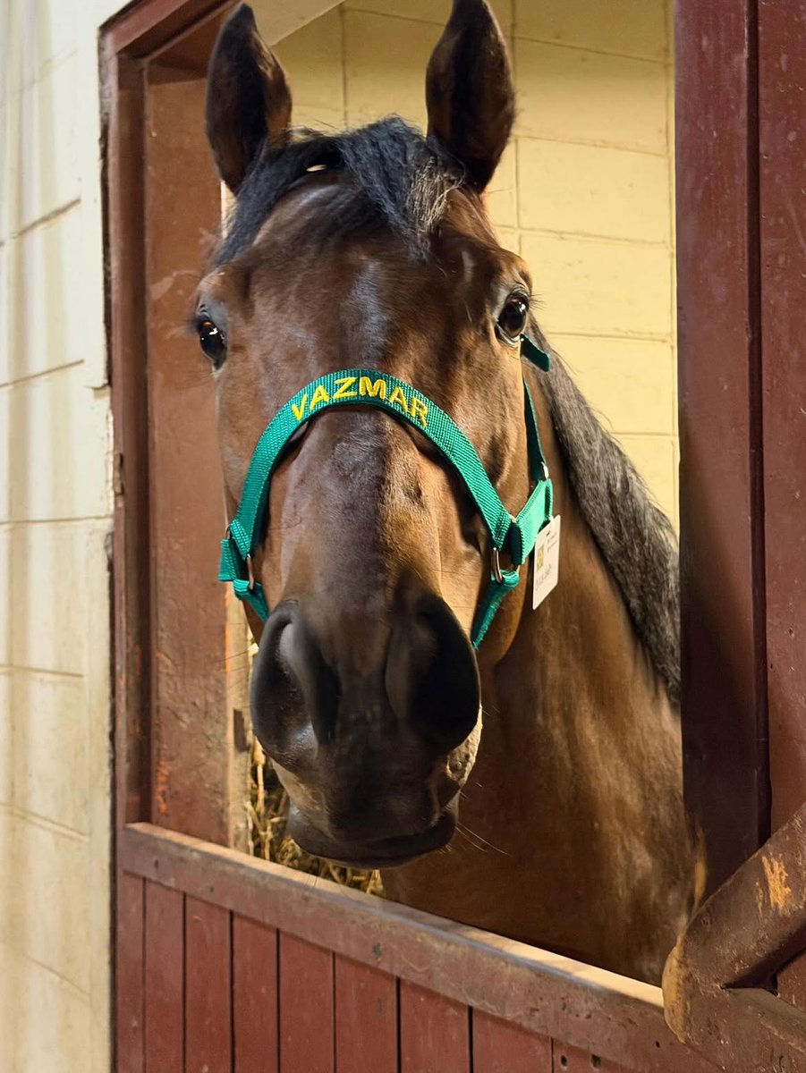 VillachKing21's tweet photo. Zucca Baby chegou nos Estados Unidos! O campeão do GP Brasil ficará aos cuidados do treinador Bill Mott, responsável por cavalos como Sovereignty, Cigar e Drosselmeyer. Ele também treinou Hofburg, o pai do Zucca Baby

@/vazmarexportacao no Instagram https://t.co/23tJguYAca