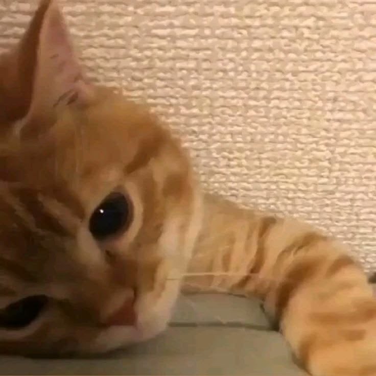 febporary's tweet photo. 💘🐈🫳🏻🫳🏻🫳🏻 https://t.co/GZ7dDxr5pB