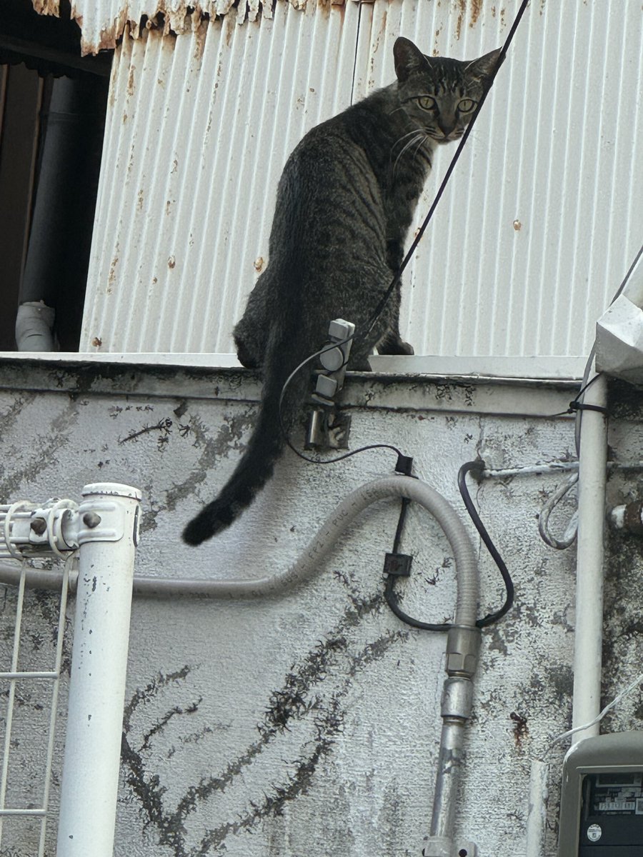 northriver777's tweet photo. 忍者みたいな野良ちゃんが居たんだ🥷🐱 https://t.co/zC6ZKnqmPm