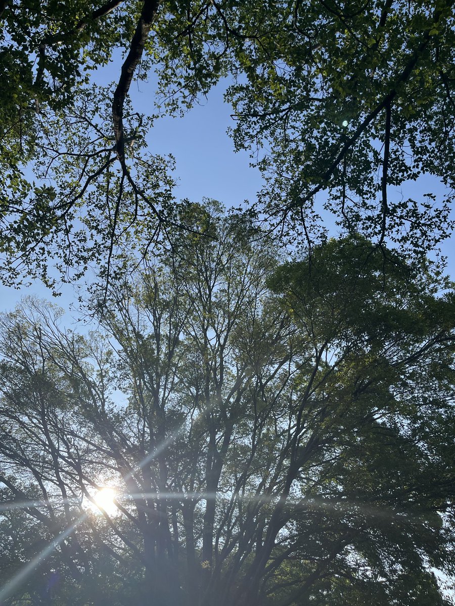 gorogoropanda11's tweet photo. 今日は比較的過ごしやすかったから
夕方明るい時間に散歩🌳
上を見ると緑の屋根が見守ってくれた https://t.co/O57mBXiMul