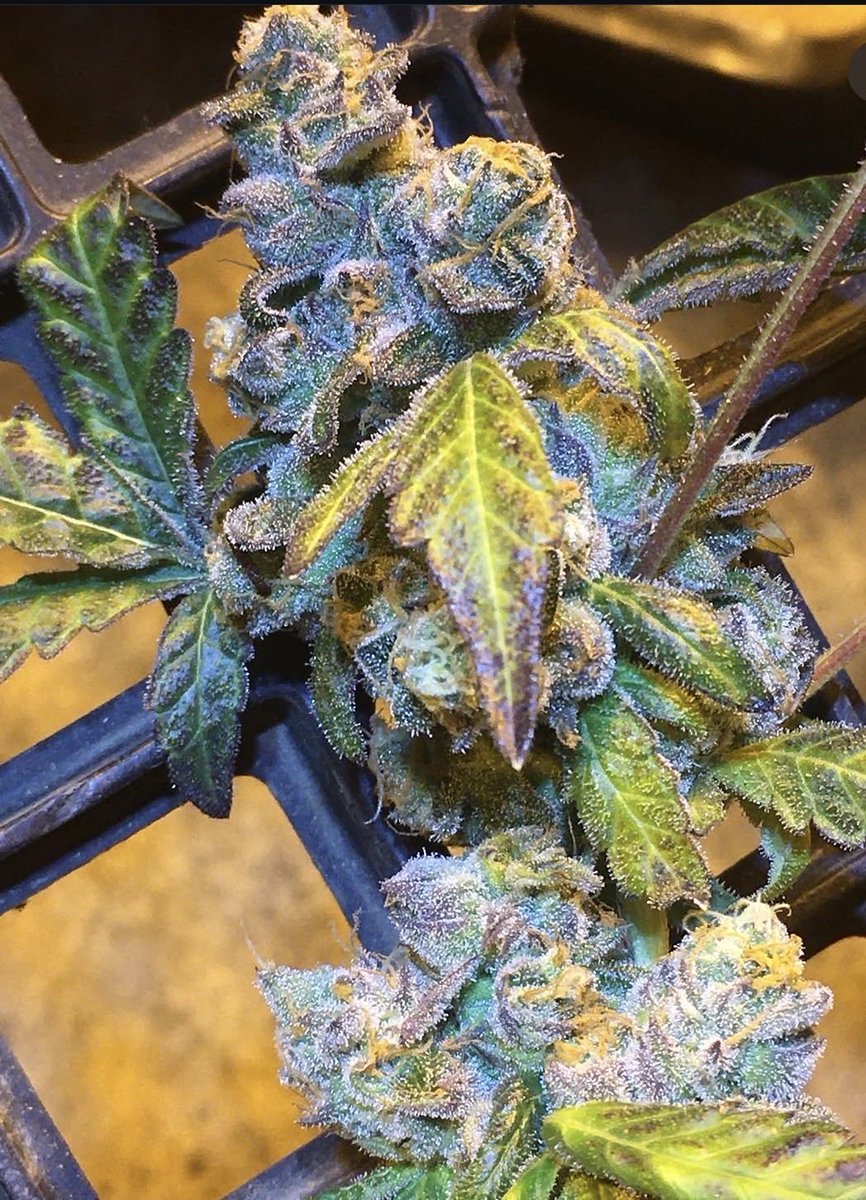 EVAuthoHub's tweet photo. Weed Bridgeport Weed New Haven Weed Hartford Weed Stamford Weed Waterbury Weed Norwalk Weed Danbury Weed New Britain Weed West Hartford Weed Greenwich Weed Hamden Weed Meriden Weed Bristol Weed Manchester Weed West Haven Weed Stratford Weed Milford Weed Torrington #altın #salı https://t.co/cBh3wKZdyl
