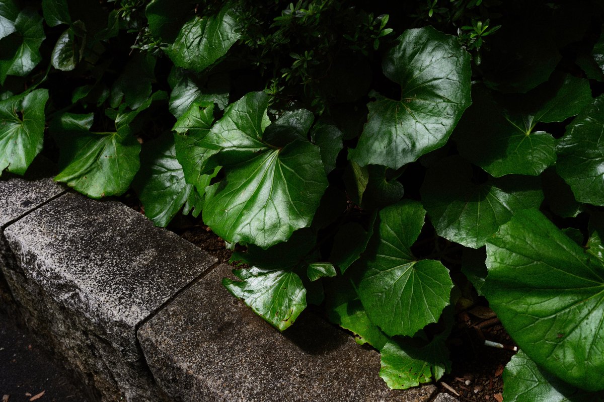 natsugumo7's tweet photo. Camera:Nikon Df
Lens:AF-S NIKKOR 35mm f/1.8G ED
#スナップ写真 #スナップ
#snapphotography
#ファインダー越しの私の世界
#キリトリセカイ #私とニコンで見た世界
#NikonDf #Nikon #ニコン #Df https://t.co/Cs6lx6eJ85