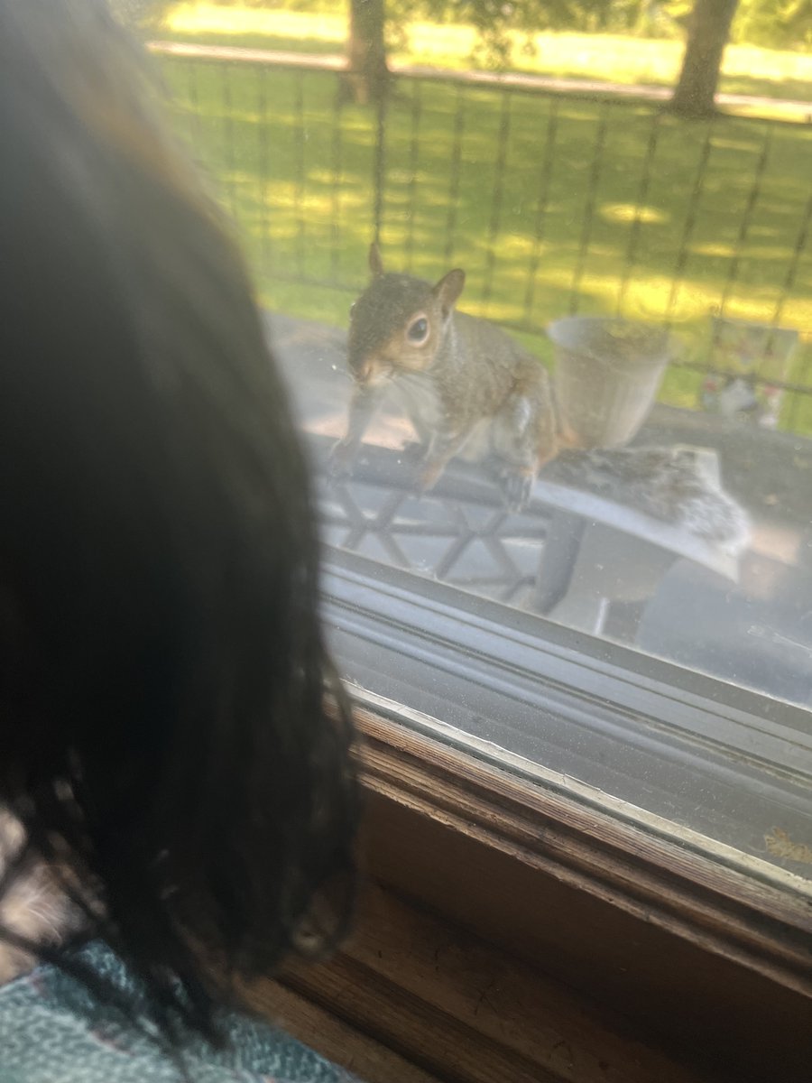 LisaRog00538228's tweet photo. Frens, one of my squizzer Pals came up to say hello 🐿️🍁 https://t.co/Dsu3j2WSgr