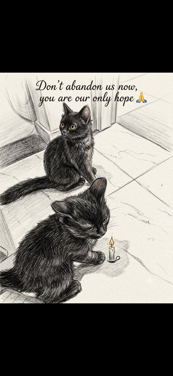LoverHomeless's tweet photo. 🥰🤗🐾May God bless you, my wonderful friends, for your constant love and concern for us here. I am relieved to tell you that the night was mostly quiet for once, and so my body and soul are calmer today.. It does not bear thinking about the situation if you had not stepped up in the way that you have, if you were not here for us after all this time. You are a miracle to us, my wonderful friends.. 

🫂🐈Helping others is all that we have left now when they have taken nearly everything from us.. When we can lend a gentle hand to feed the animals and visit our friends in the camp with cash from your donations, suddenly there is hope in my heart again. I do not want this hope to go away, my dear ones, I do not want to live in fear and hopelessness. I would give you everything I could, if only we were not in this nightmare in 🇵🇸#Gaza. We just never know what each day will bring; if it will be joy or misery and death again. 

🤲🫂Your donations are our lifeline, my wonderful friends, and your words are a string that keeps me tethered to hope and sanity. I am truly lost without you and I could not be more grateful for your support. Thank you, my wonderful family, for everything that you do. If the world were ruled and made of people like you, I believe there would be no suffering and misery at all.. 🫂🙏🆘🇵🇸🐾🌿♥️🤗💚🐈🐾🕊️🙏🙏❤️‍🩹🫶

Our Cat Shelter (and for our new dog)+ My Family's Funds 
🐾🐈🥺🫂https://t.co/2GC5exChC8 

Our Cruelty Free Kitchen + Camp
🫂🙏🇵🇸https://t.co/fIVCEUy1Da 

Paypal (For faster access - please write if you'd like it to go to the Camp or the Cats) 🆘️🫂🙏🐈⛺️🇵🇸💚🚨 https://t.co/8aUxM3V0X7