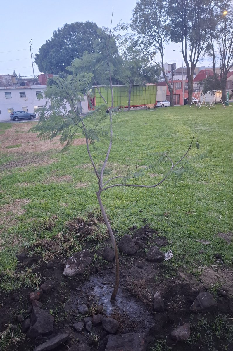 GuardabosqueUrb's tweet photo. Hoy nos pusimos disruptivos y plantamos una #Jacaranda de 3 metros, en parque ubicado en la 10 pte entre la 31 A-Nte y 33 Nte. Vecinos eligieron el espacio para el disfrute de su comunidad, y se comprometen a brindar los cuidados necesarios. Trabajo en conjunto con @ArborismoC. https://t.co/H2B7zm3ntf