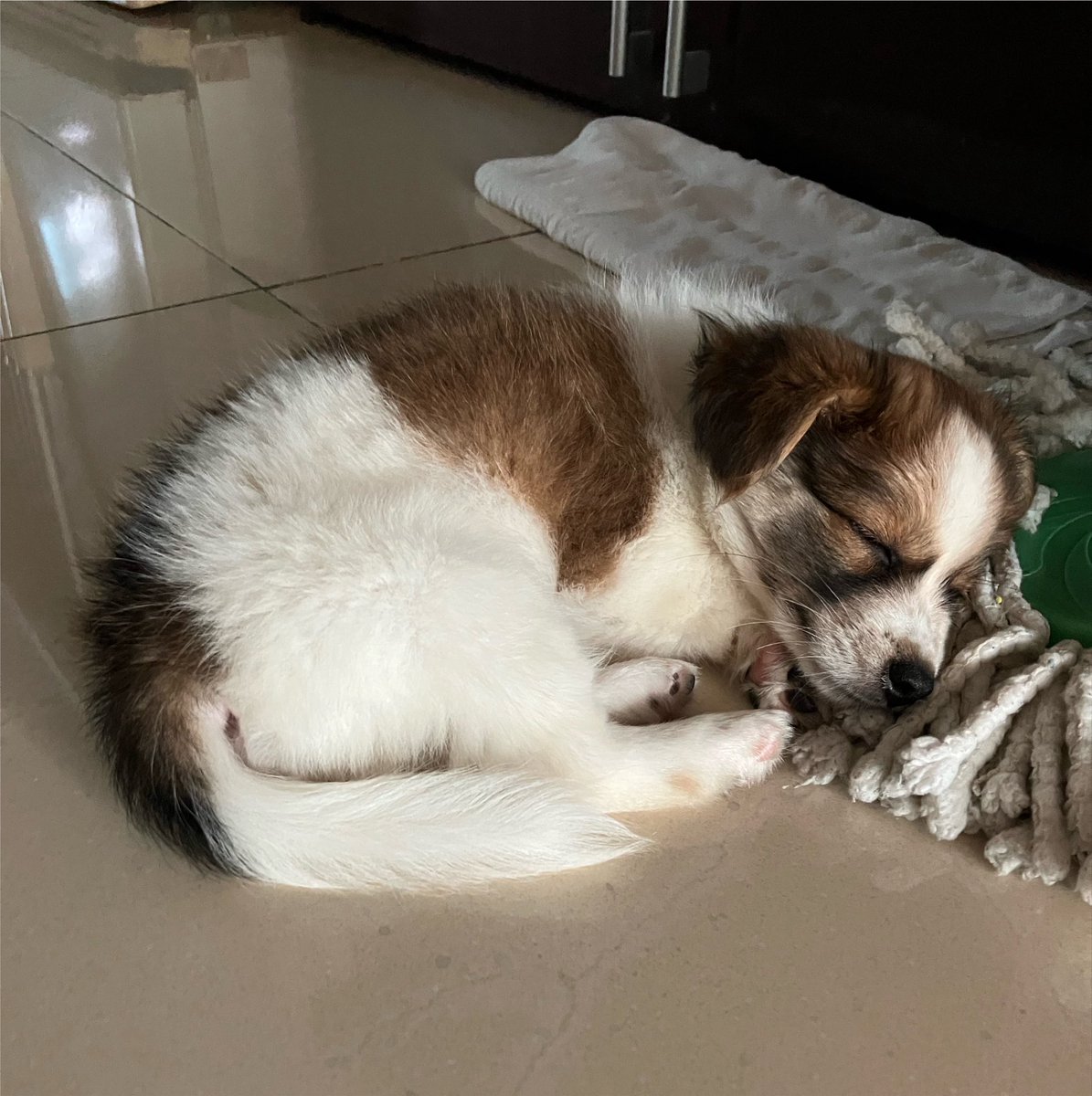 yeoreum0728's tweet photo. 여름이는 물걸레를 너무 좋아함…얼마나 좋아하냐면 물걸레를 베고 자기도 함 https://t.co/tavMnxh1b6