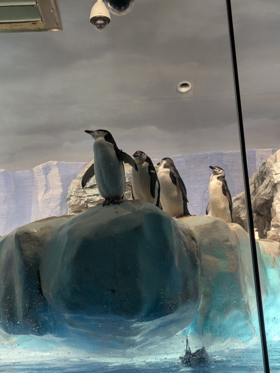 maay_cos's tweet photo. 水族館行った時に見たこのペンギン達…
レイヤーを撮るために並んでるカメコにしか見えなかった🐧📸 https://t.co/2dNUorIBAH