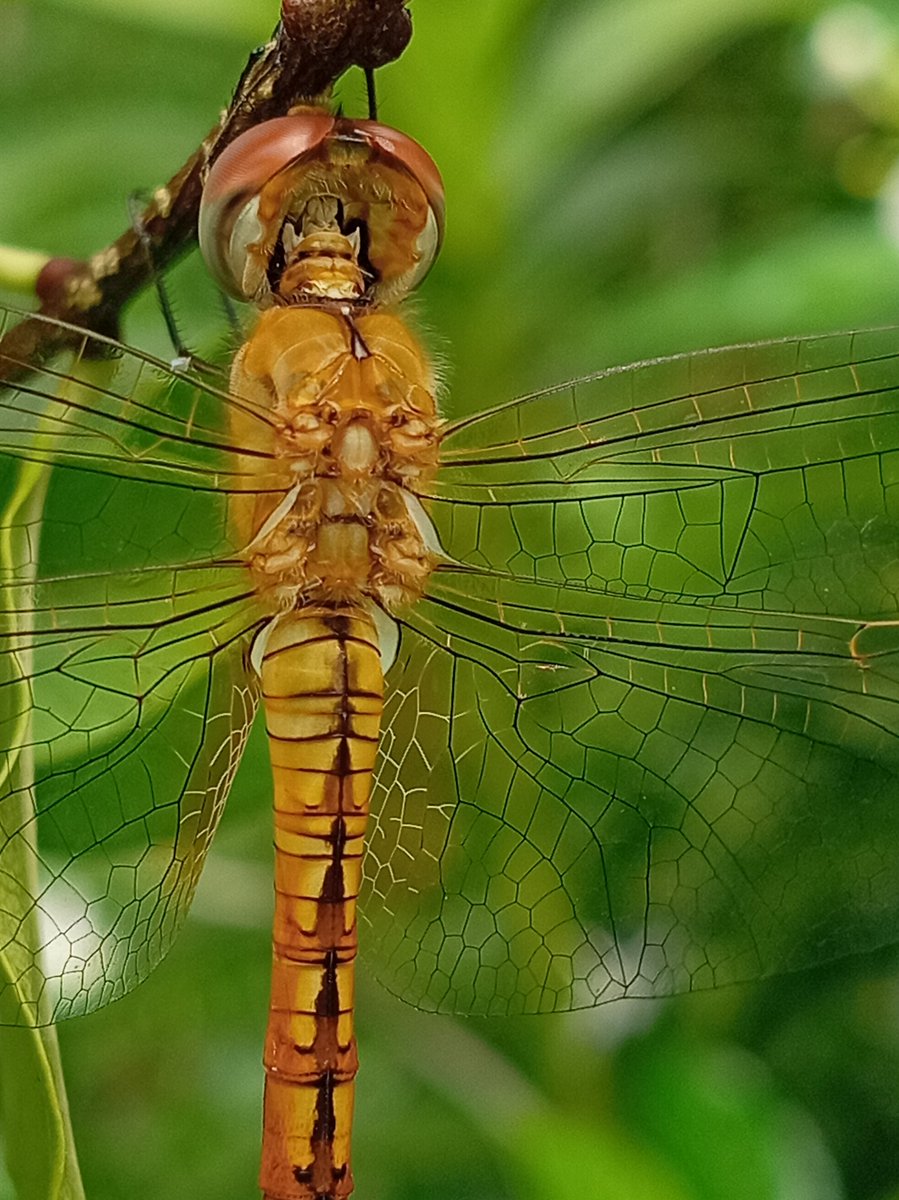 indikakumaras10's tweet photo. Dragonfly, Closeup 
#srilankaNature #naturePhotograpy https://t.co/1tfyCa4Ll9