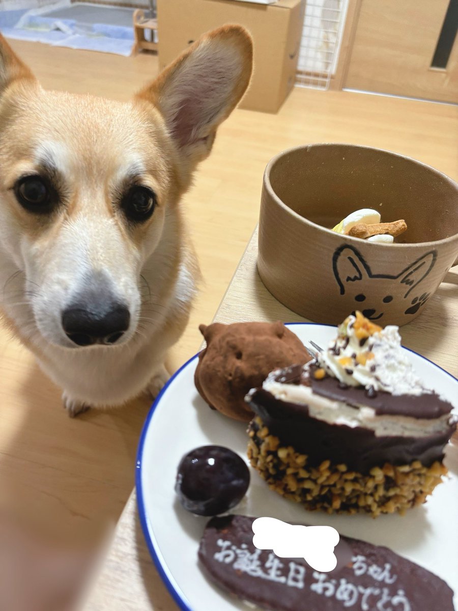 Corgi_Hanpen's tweet photo. ありがとう https://t.co/V61Df0GyWL