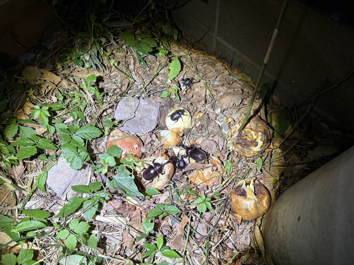 Yabugiris's tweet photo. 廃棄された玉ねぎ？の汁を吸うカブトムシ
君ら汁が出る植物ならなんでもいいのかよ…
まあ害虫だよねこりゃ
他にはカナブンや黒ゴキが来ていた https://t.co/6UOFWIOQXr