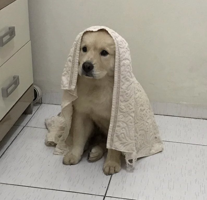 eveheartbeat's tweet photo. เจ่งเจ่งอะป่าว , 🫴🏻🐶♡ https://t.co/DZELk6ffnh