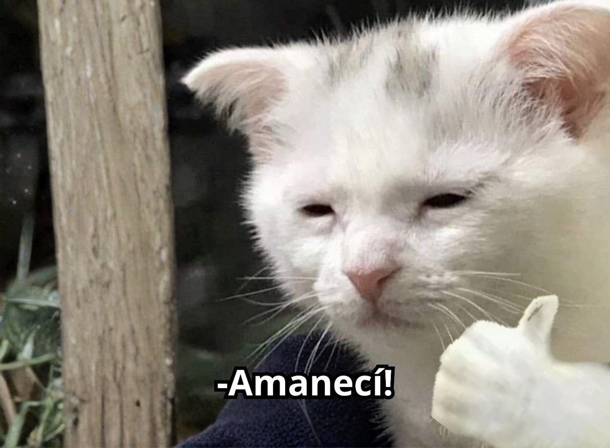 Guarromantico_'s tweet photo. — “¿Cómo amaneciste?”
— Yo: https://t.co/MnMazGR2rt