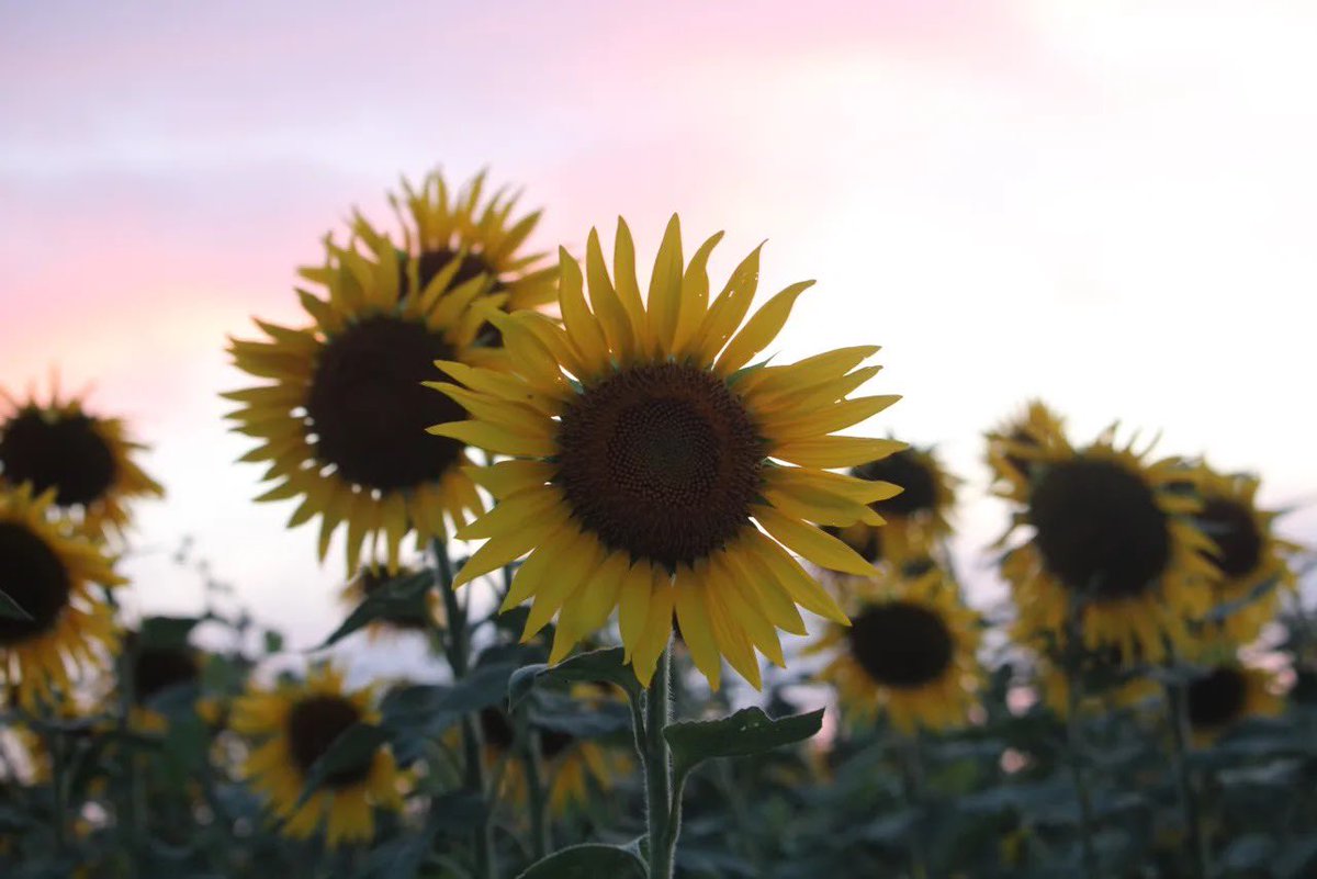 1005_sl's tweet photo. @fantastics_fext #FANTASTICS
#SUNFLOWER
#僕たちのサンフラワー

🌻🩷 https://t.co/u8FRMDj3iv