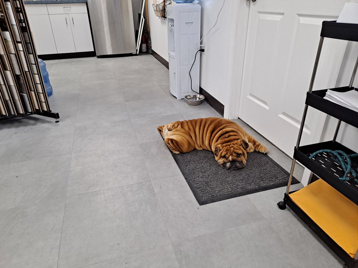 Columbiafloors1's tweet photo. If it fits it ships, wait, wrong store!
Call Bulldog Flooring for a free flooring quote!
Follow us and Tito on Instagram @columbiabulldog
#TitoTuesday #bulldog #bulldogs #bulldoglovers
#flooring #floors #hardwood #refinish #LVP #vinylfloors #carpet #tile #petfriendly https://t.co/fdjcmeYky5