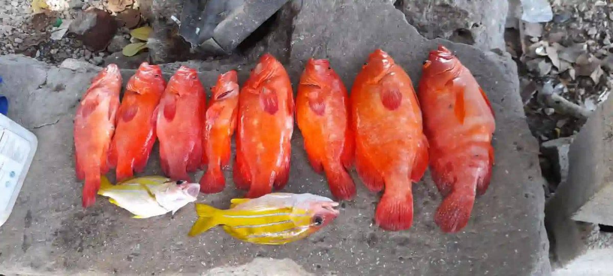 nauru_japan's tweet photo. 赤魚の煮付 https://t.co/n9TaUpmgLG