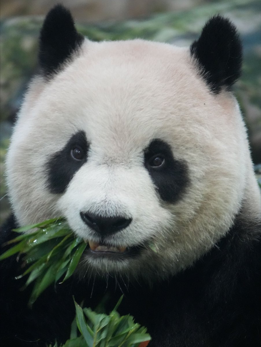 earthcurated's tweet photo. China’s wild giant panda numbers have risen from roughly 1,100 in the 1980s to nearly 1,900 today, enough for the IUCN to downlist them from Endangered to Vulnerable. https://t.co/7gNxGuUWEL