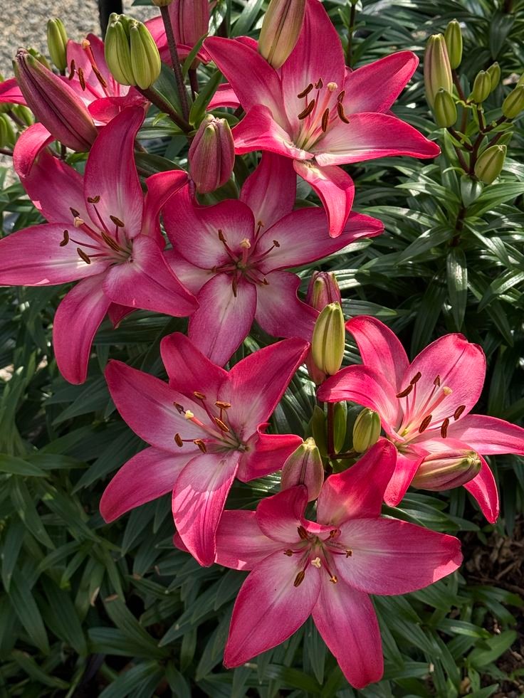 stillwildnature's tweet photo. lilies >>> https://t.co/y1D9hS339C