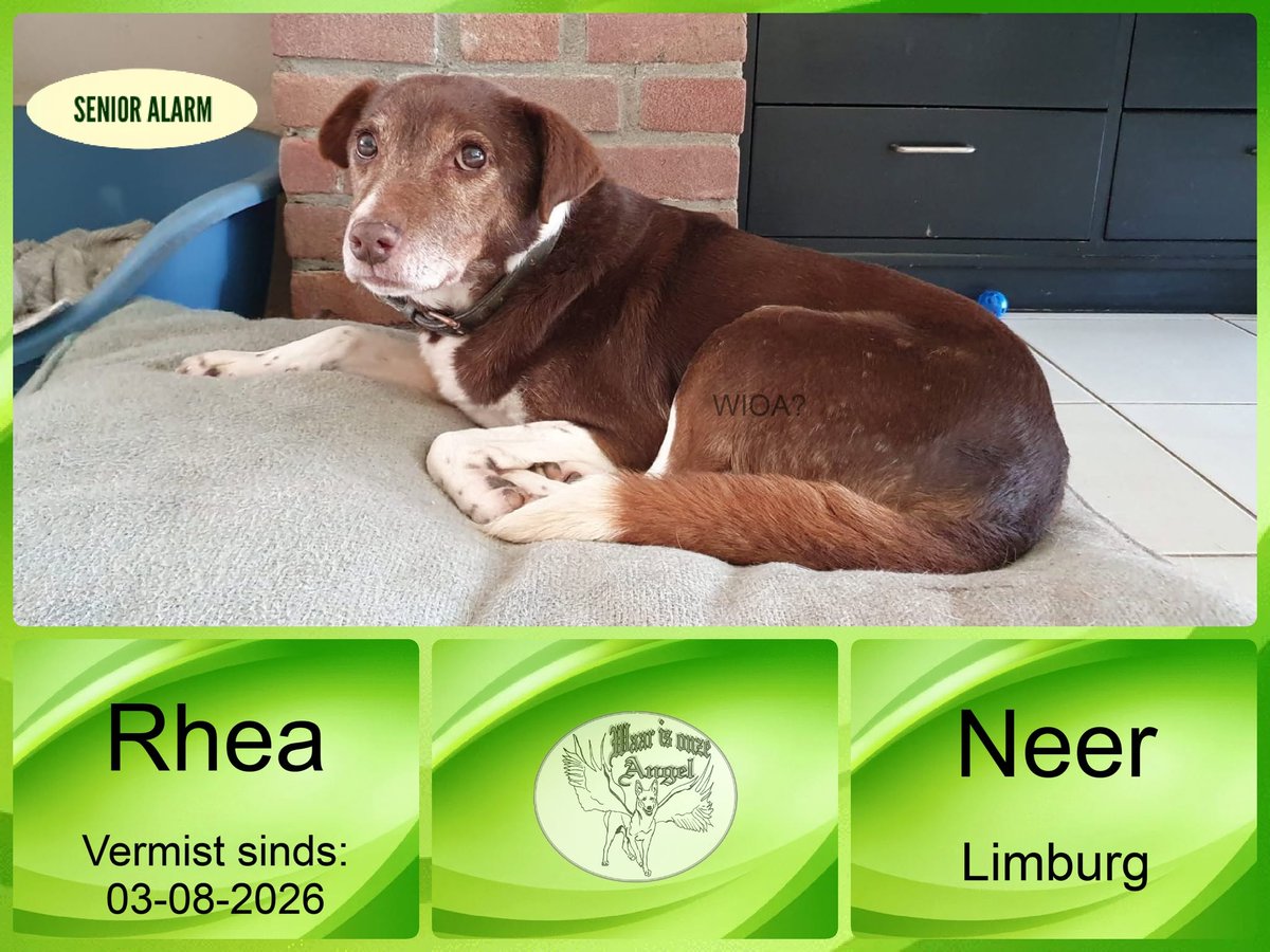 waarisonzeangel's tweet photo. Rhea #vermist sinds 03-08-2026 te #Neer #Limburg 
0682376174

https://t.co/5fNIqYeGhM https://t.co/eUg05tuOmc