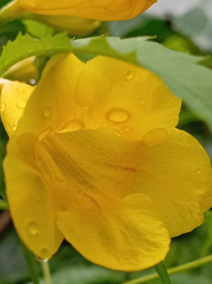 indikakumaras10's tweet photo. #naturePhotograpy #srilankaNature #naturePhotograpy #flowers https://t.co/VHEA6jyiA6