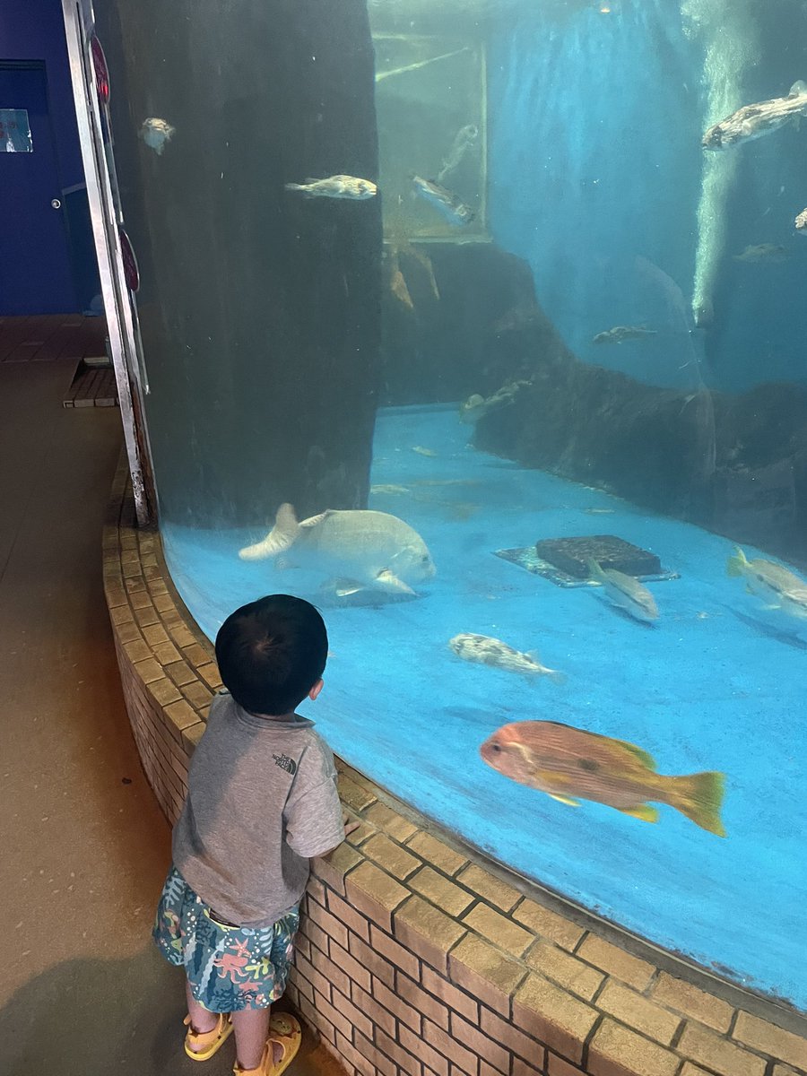 mukai1993's tweet photo. 2泊3日で福井旅行を楽しみ��した。
1日目は市場で海鮮買って焼いて食べて
海水浴して、越前松島水族館へ行って、、
福井駅周りを観光🎵
息子が喜ぶかなぁとホテルは恐竜の部屋を予約しましたが、想像の3倍恐竜いて笑いました。
息子は大喜びでよかった。 https://t.co/Mn4iITj290
