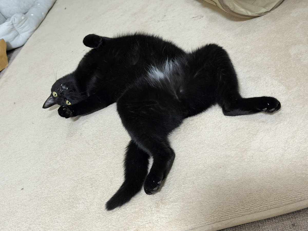 erinya0426sub's tweet photo. ウチの猫様、大体コレ。 https://t.co/luxgnaSwr7