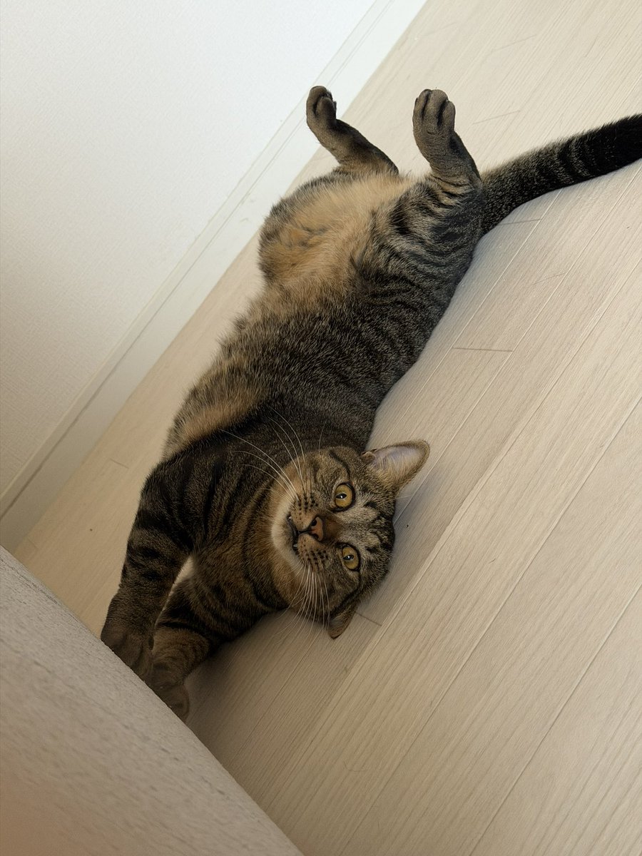erinya0426sub's tweet photo. ウチの猫様、大体コレ。 https://t.co/luxgnaSwr7