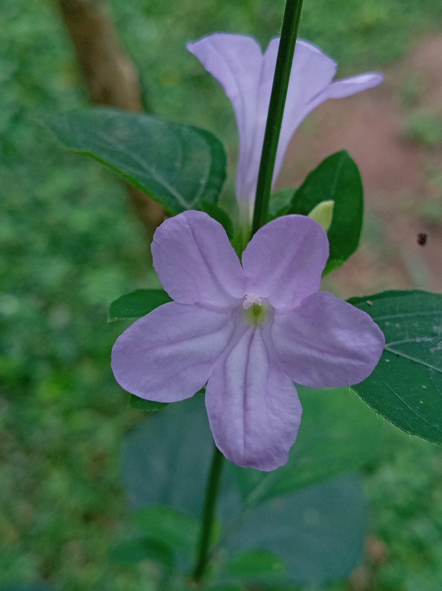 indikakumaras10's tweet photo. #naturePhotograpy #flowers #srilankaNature https://t.co/DHFvGlEguB