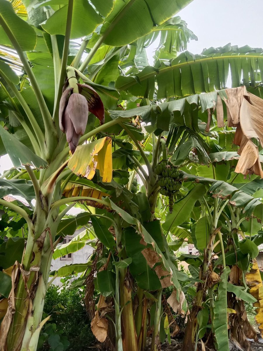 YessiWies's tweet photo. Kalo kamu nyari aku,
Aku lagi di kebon belakang rumah,
Lagi ngobrol sama pohon pisang,
Kenapa punya jantung tapi ga punya hati?

Eeehhh ☺️😌😂 https://t.co/nNsmGsTO2j