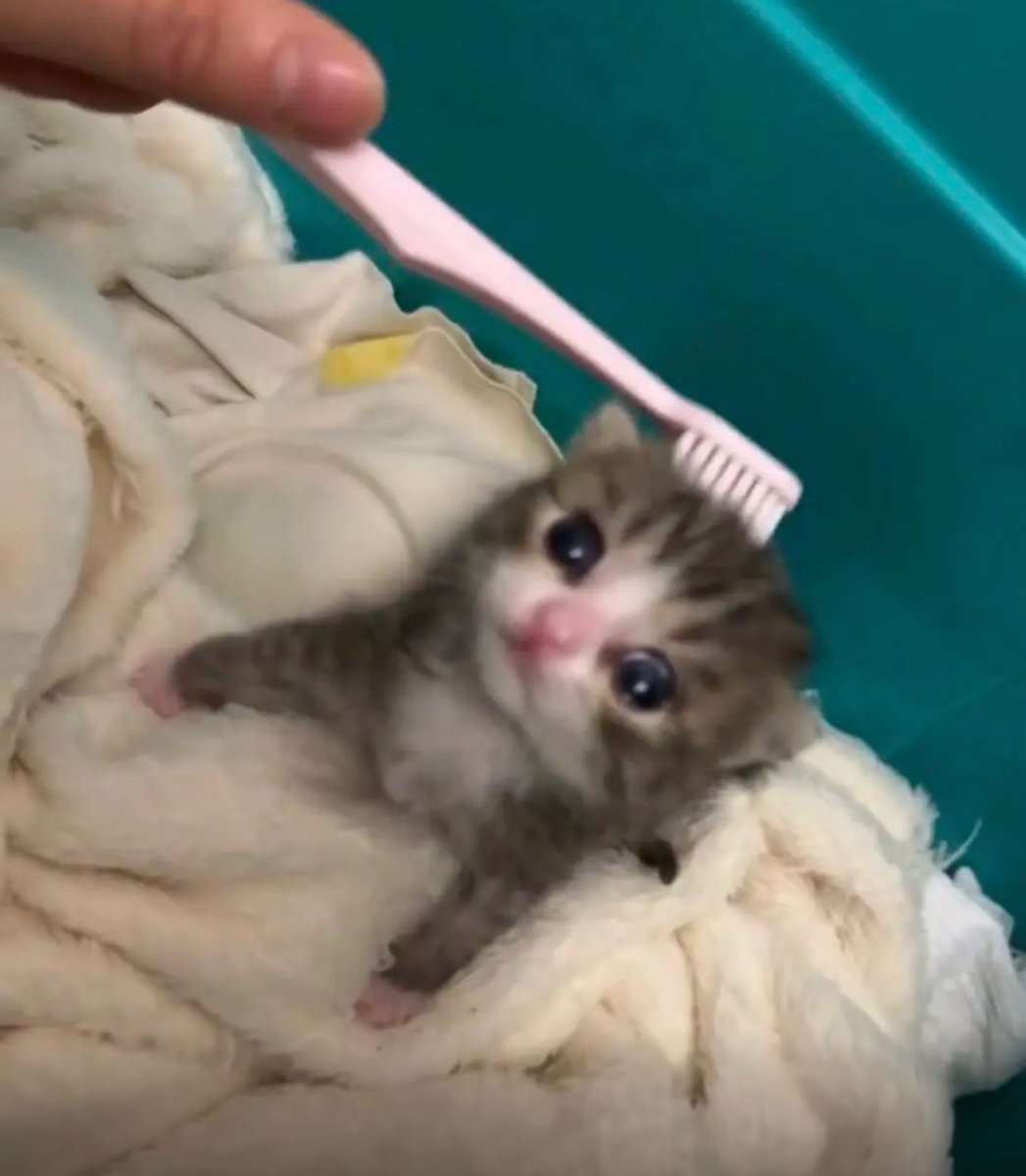 culKitten's tweet photo. https://t.co/vangSOAXFj